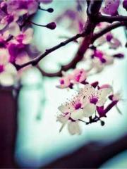 lt;Gingerly, Shen Qi