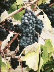 The Exclusive Daught