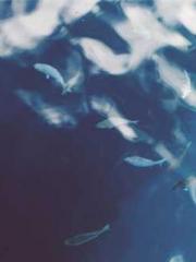 Shen Ning Ran Bao Ji