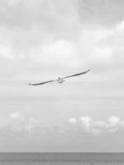 lt;Honor calls for N