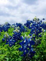 lt;Liang Yimo Cold N