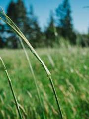 I have seven fairy g